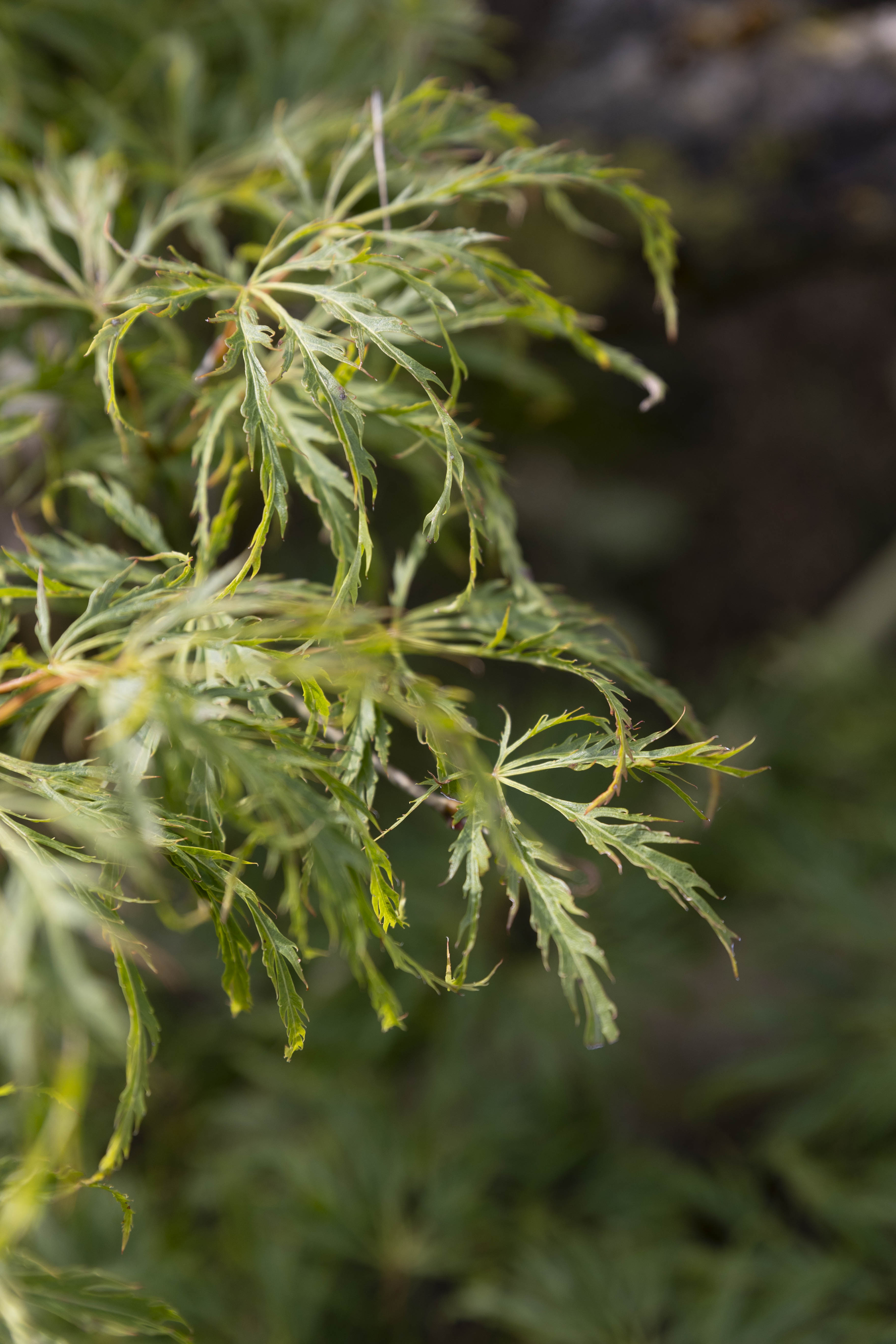 Acer palmatum 'Dissectum' Bonsai 